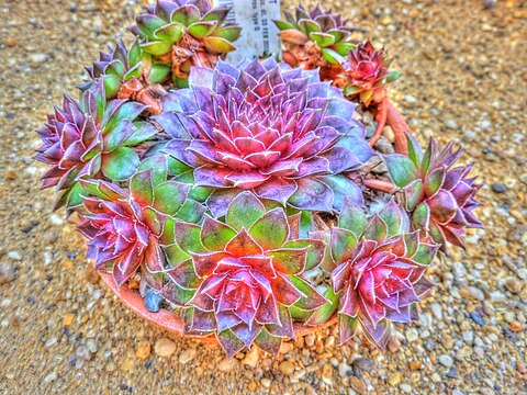 "Sempervivum_marmoreum_(Crassulaceae)_plant_HDR.jpg" by User:Slick-o-bot