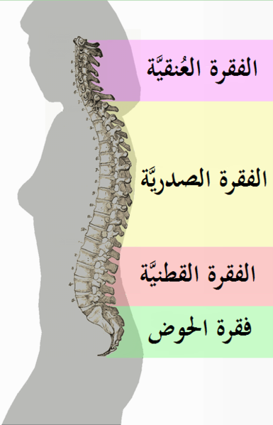 File:Spinal column curvature 2011-ar.png