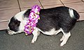 "Hawaiian_piglet_(5224187290).jpg" by User:AlohaKavebear