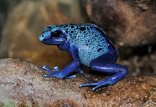 "Dendrobates_azureus_qtl1.jpg" by User:Quartl