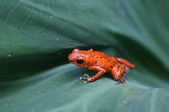 "Red_poison_dart_frog.jpg" by User:Splette