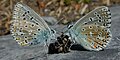 "Adonis_Blue_butterflies.jpg" by User:Maksim