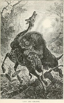 "Henry_Scherren_Lion_and_Giraffe_1895.jpg" by User:Chiswick Chap