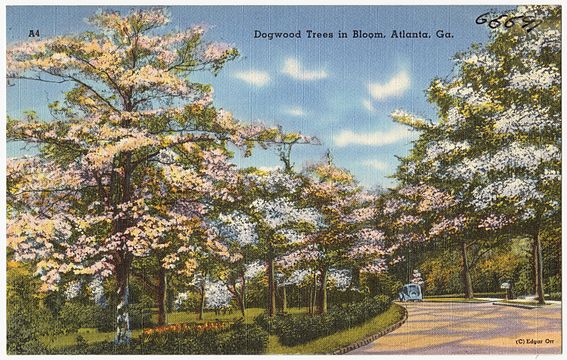 "Dogwood_Trees_in_Bloom,_Atlanta,_Ga._(8342842389).jpg" by User:Monumenteer2014