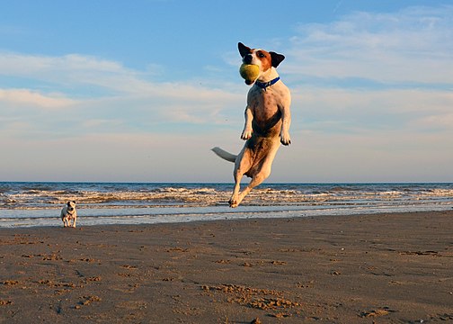 "Jack_Russell_Terrier_Lola_Jumping.JPG" by User:Steve-65