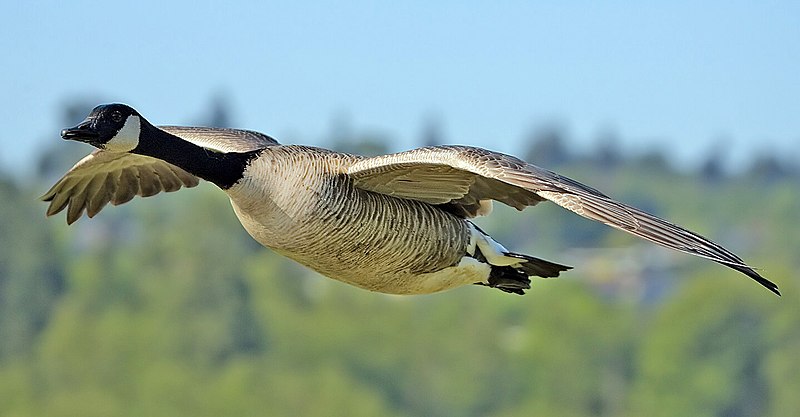 File:Canada goose flight cropped and NR.jpg