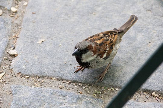 "At_New_York,_USA_2017_090.jpg" by User:Mike Peel