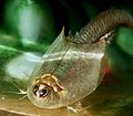 "Triops_longicaudatus2.jpg" by User:Ranveig