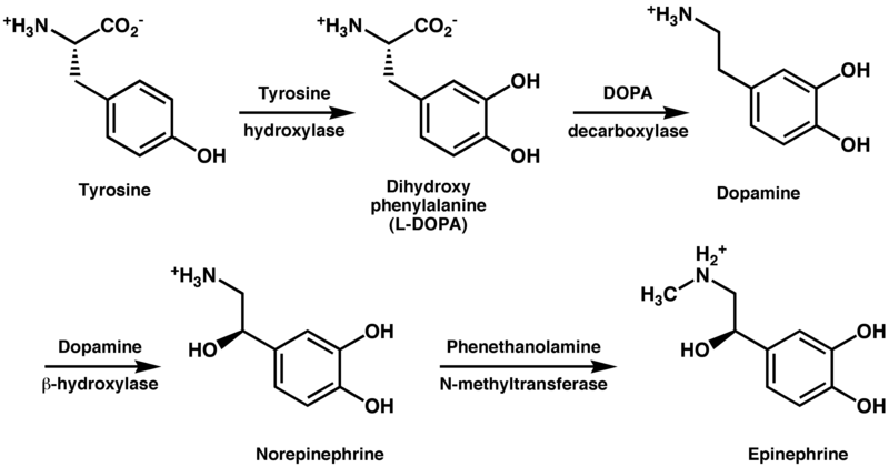 File:Tyrosine metabolism.png