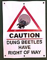 "Caution_Dung_Beetles,_South_Africa.jpg" by User:Olga Ernst