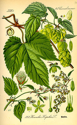 Illustration Humulus lupulus0.jpg