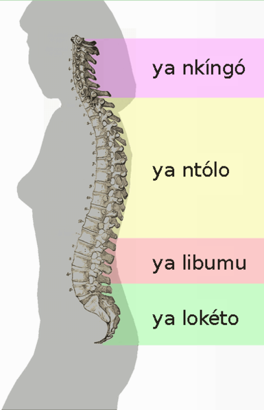 File:Spinal column curvature (lingala).png