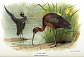 "Glossy_Ibis_Thorburn.jpg" by User:Shyamal