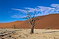 "Dead_Vlei_Tree.jpg" by User:Domob