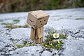 "Danbo_likes_flowers.jpg" by User:Ekabhishek