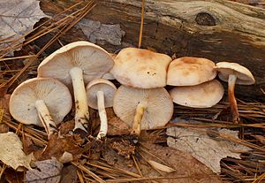 {{{PhotoImageWidth}}}