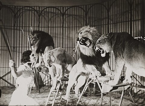 Edward G. Malindine, A lion tamer at Bertram Mills Touring Circus, Ascot, 1936