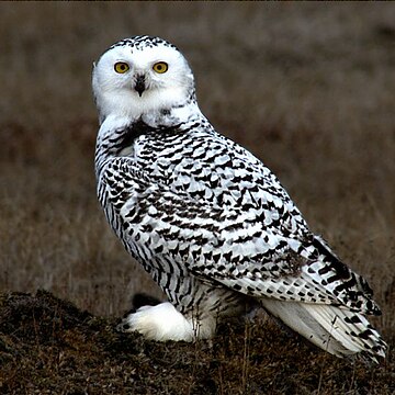 "Snowy_Owl_Barrow_Alaska.jpg" by User:Floyd Davidson