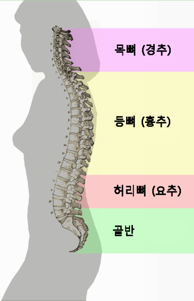 File:Spinal column curvature (Korean).png