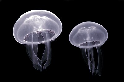 Luc Viatour. Moon jellyfish in the Pairi Daiza aquarium in Belgium, 2010