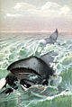 "Greenland_whale.jpg" by User:Citron