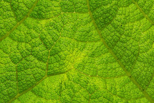 "Gunnera_tinctoria_Blattunterseite_Botanischer_Garten_Linz1-0175.jpg" by User:Isiwal