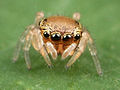 "Kaldari_Zygoballus_sexpunctatus_first_instar_01.jpg" by User:Kaldari